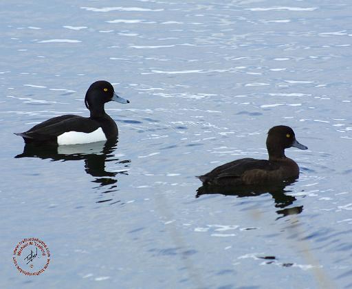 Tufted Duck 8T007D-22.JPG